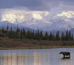 Moose in Lake in Anchorage Alaska
